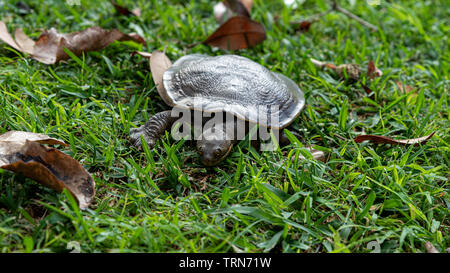 (Emydura macquarii) Australian Murray river turtle walking to the pond Stock Photo