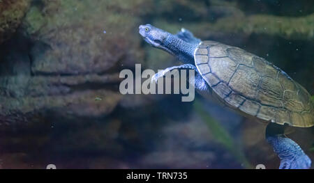 (Emydura macquarii) Australian Murray river turtle swimming Stock Photo