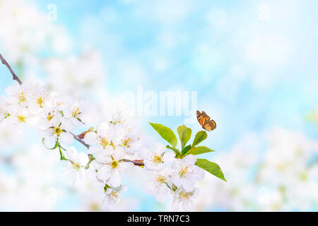 Butterfly on a branch of white spring blossom over blue sunny bokeh background close-up. Stock Photo