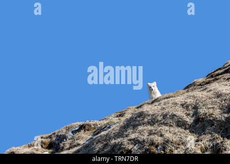 Adult arctic fox, Vulpes Lagopus,in winter coat, looks down from a mountainside on Prins Karls Forland,Svalbard, a Norweigian archipelago between main Stock Photo
