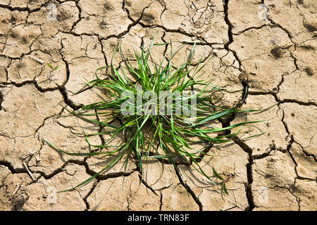 Infertile land burned by the sun: famine and poverty concept Stock Photo