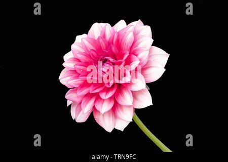 View Of Only Dalia Flower On Black BackGround Stock Photo