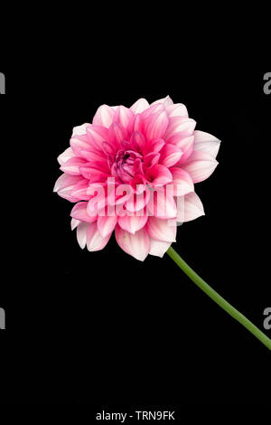View Of Only Dalia Flower On Black BackGround Stock Photo