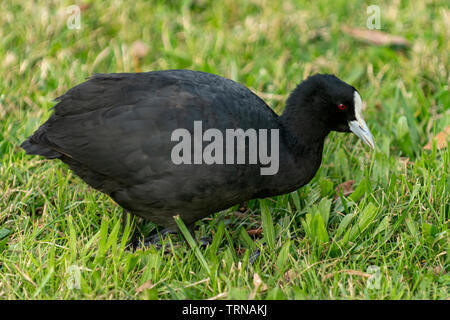 Eurasian Coot, Fulica atra at Birdsland Reserve, Belgrave Heights, Victoria Stock Photo