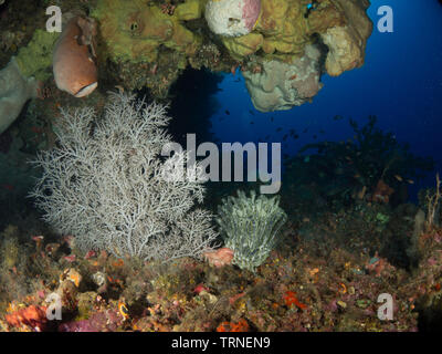 Overhang on a colorful coral reef underwater in Bunaken Marine Park, North Sulawesi, Indonesia Stock Photo