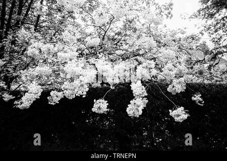 Cherry Blossoms, Medstead, Alton, Hampshire, England, United Kingdom Stock Photo