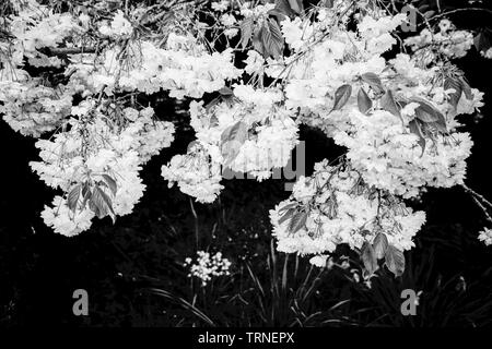 Cherry Blossoms, Medstead, Alton, Hampshire, England, United Kingdom Stock Photo