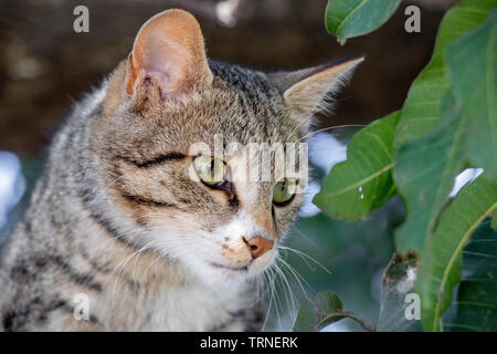 Cat setting on mango tree and staring Intensely into the Camera Stock Photo