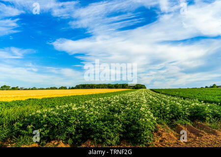 Farm field in rural Prince Edward Island, Canada. Stock Photo