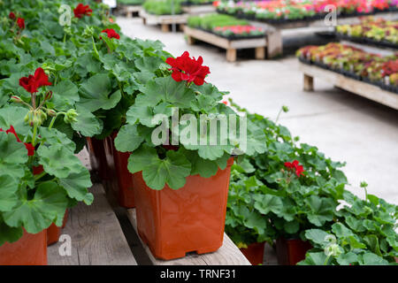 Greenhouse benches full of potted red geraniums. Stock Photo