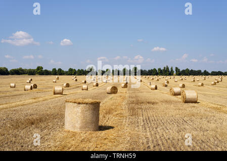 Harvest on a wheat field. Rural landscape on a sunny summer day Stock Photo