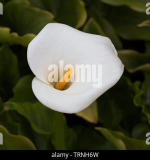 Calla Lily of the genus Zantedeschia, near Mevagissey, Cornwall, England, UK. Stock Photo