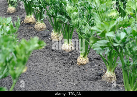 close-up of celery plantation (root vegetables)  in the vegetable garden Stock Photo