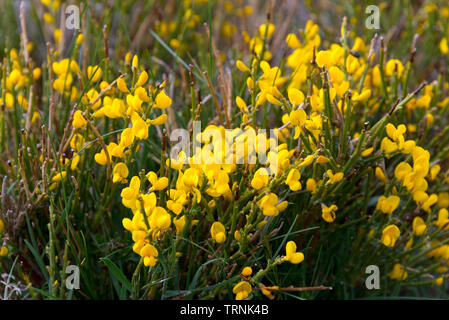 spanish broom (genista hispanica) in sierra nevada, spain Stock Photo