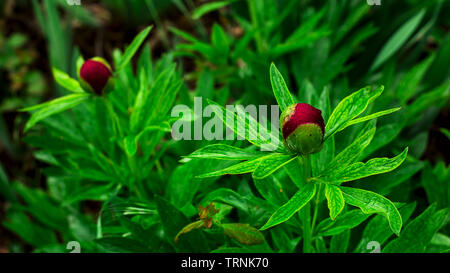 Unopened burgundy buds of peonies on green stalks in raindrops. Natural background Stock Photo