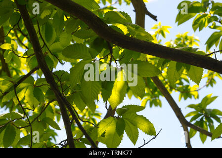 sun shining through chestnut leafs Stock Photo