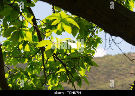 sun shining through chestnut leafs Stock Photo