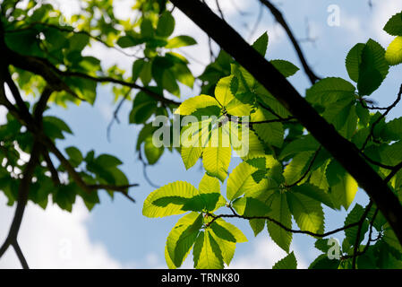 sun shining through chestnut leafs Stock Photo