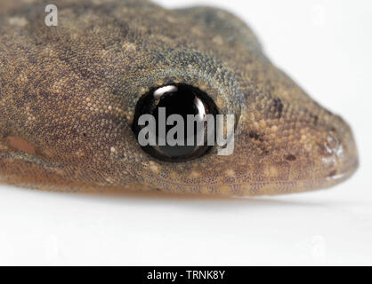 Closeup Eye of Baby Common House Gecko on White Floor Stock Photo