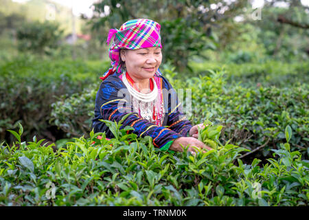 Bao Loc, Lam Dong province, Vietnam - Jun 2, 2019: the portrait of H'Mong ethnic woman in traditional clothes picking and harvesting tea in Bao Loc, Stock Photo