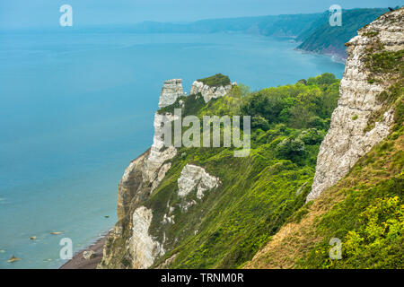 Beer Head looking towards Branscombe Mouth,the undercliff is a nature paradise within chalk cliffs.Devon, UK Stock Photo