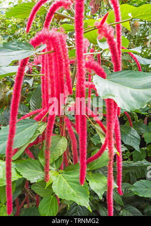 Acalypha hispida or Chenille plant, originated in Asia but since cultivation has  widely become a house plant. Stock Photo