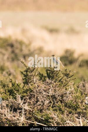 Skylark (Alauda arvensis) Purched on top of Gorse bush, Hay Bluff Hay on Wye Powys Wales UK. March 2019. Stock Photo