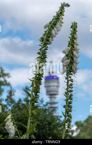 Iconic BT Tower owned by the BT Group, seen from Park Square and Park Cresent gardens. Photographed during the London Open Garden Squares weekend Stock Photo