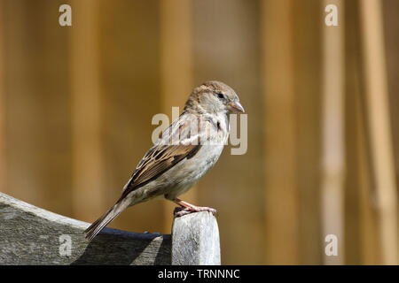House Sparrow (Passer domesticus) female perched on the back of a garden chair, fence behind Stock Photo