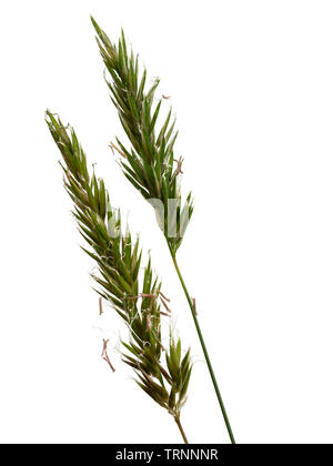 Flowering panicles of the UK meadow grass, Sweet Vernal-grass, Anthoxanthum odoratum on a white background Stock Photo