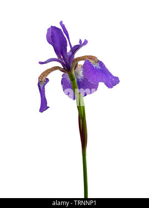 Single flower of the perennial Siberian iris, Iris sibirica, against a white background Stock Photo