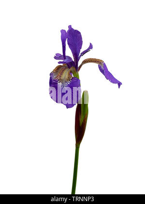 Single flower of the perennial Siberian iris, Iris sibirica, against a white background Stock Photo