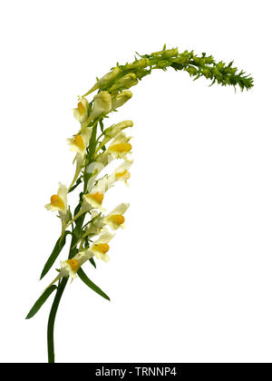 Flowering spike of the yellow bloomed naturalised UK wildflower, Linaria vulgaris, on a white background Stock Photo
