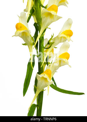 Flowering spike of the yellow bloomed naturalised UK wildflower, Linaria vulgaris, on a white background Stock Photo