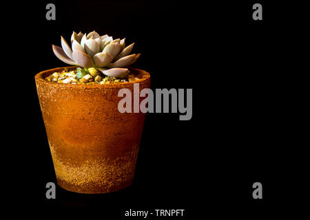 Earthenware pot and freshness leaves of Echeveria Orion in tiny light on black background, high contrast Stock Photo