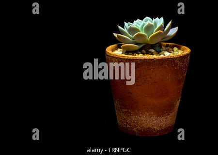 Earthenware pot and freshness leaves of Echeveria Orion in tiny light on black background, high contrast Stock Photo