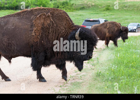 A large bull bison crossing a dirt road as traffic is stopped ing the background to watch him and his herd. Stock Photo