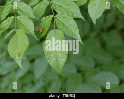 Orange Daddy Longlegs on green leaves after rain. Stock Photo