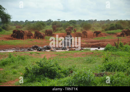 Red Elefant herd having bath in water hole in Tsavo West Kenya Safari Africa Stock Photo