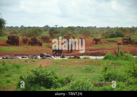 Red Elefant herd having bath in water hole in Tsavo West Kenya Safari Africa Stock Photo