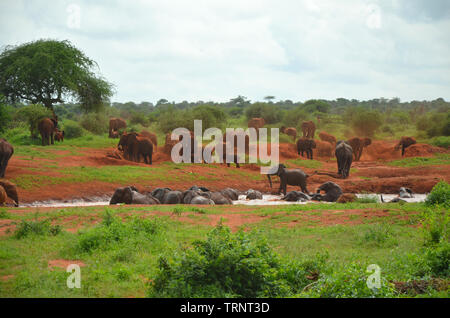 Red Elefant herd having bath in water hole in Tsavo West Kenya Safari Africa Stock Photo