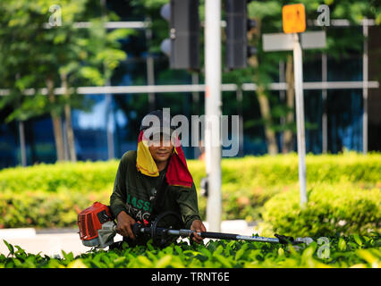 Singapore-13 APR 2019:garden worker is cutting bush in green land Stock Photo