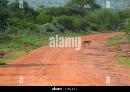 Jackal in Kenya Safari Africa Tsavo West National Park Stock Photo