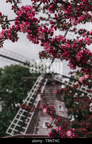 Branches of a pink blooming Crabapple Tree in front of blurred Dutch windmill blades with an overcast sky at a Tulip Time Festival in Pella, Iowa. Stock Photo