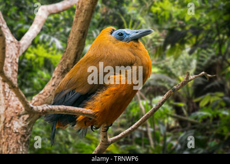 Capuchinbird / calfbird (Perissocephalus tricolor) perched in tree in forest, native to South America Stock Photo