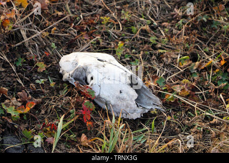 Whitened sheep skull laying on the grass Stock Photo