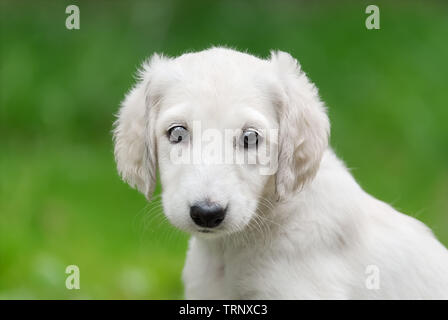 Young Saluki (persian greyhound) puppy with a light colored coat, portrait of a cute baby dog sitting in a green meadow, looking curiously with wide e Stock Photo