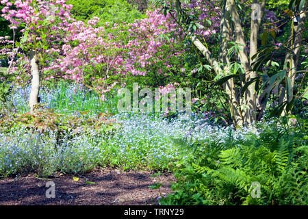 Vibrant pink rhododendrons, green fern, blue forget me not in bloom in the middle of a woodland country park, south east England . Stock Photo