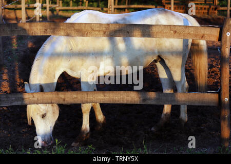 Portrait of a purebred gray arabian stallion. Closeup of a young purebred horse. Purebred young shagya arabian horse posing at golden hour on rural an Stock Photo