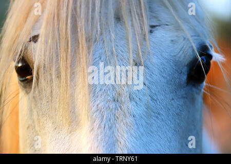 Portrait of a purebred gray arabian stallion. Closeup of a young purebred horse. Purebred young shagya arabian horse posing at golden hour on rural an Stock Photo